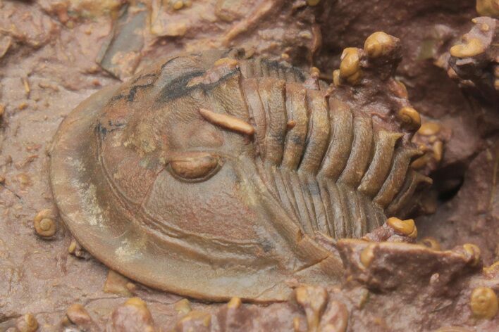 Rare Proetid (Tropidocoryph) Trilobite With Prepared Microfossils #213420